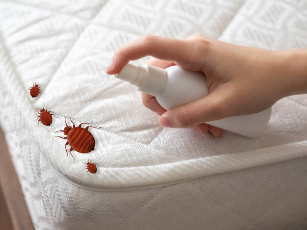 Best Wasp Removal Services  in Valley View, OH